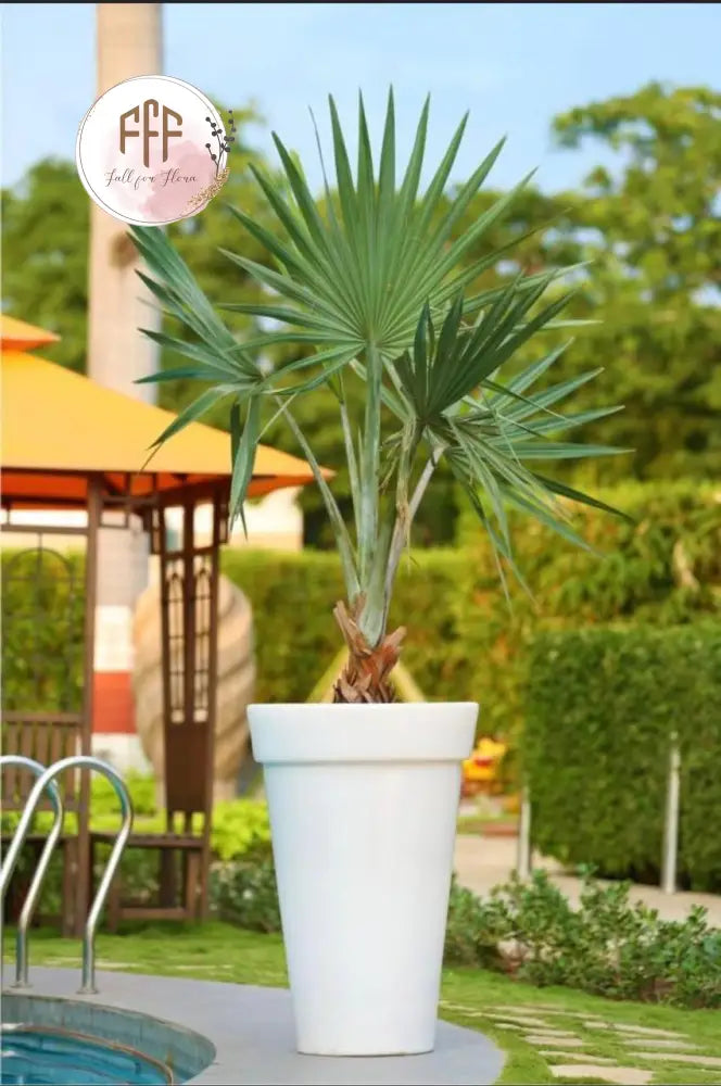 Cone Planter