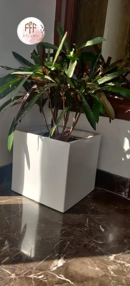 Square Planter