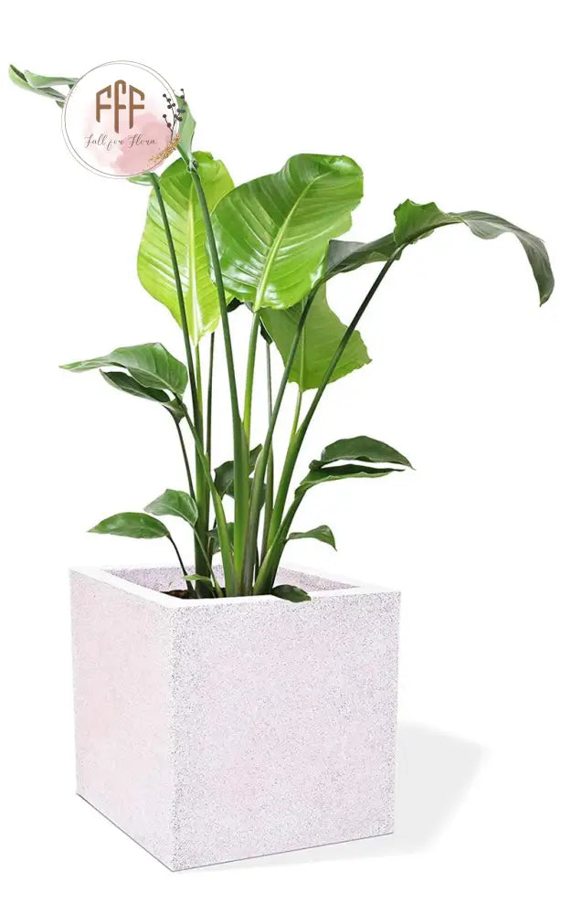 Square Planter